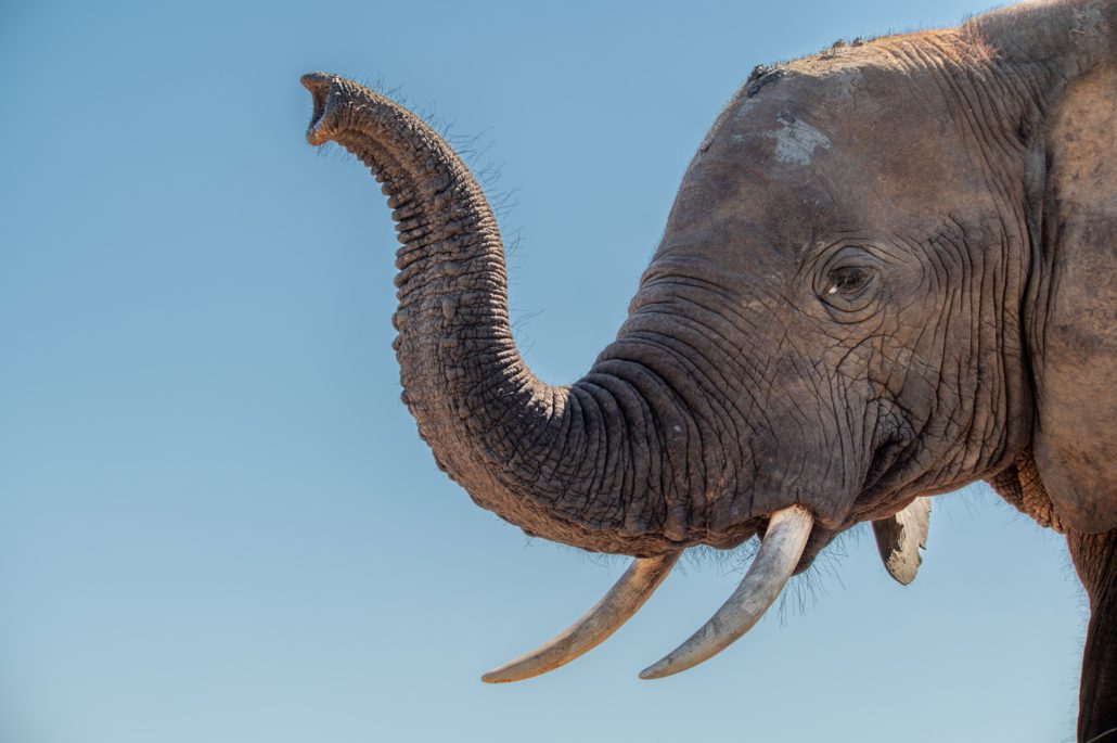 Addo Elephant National Park