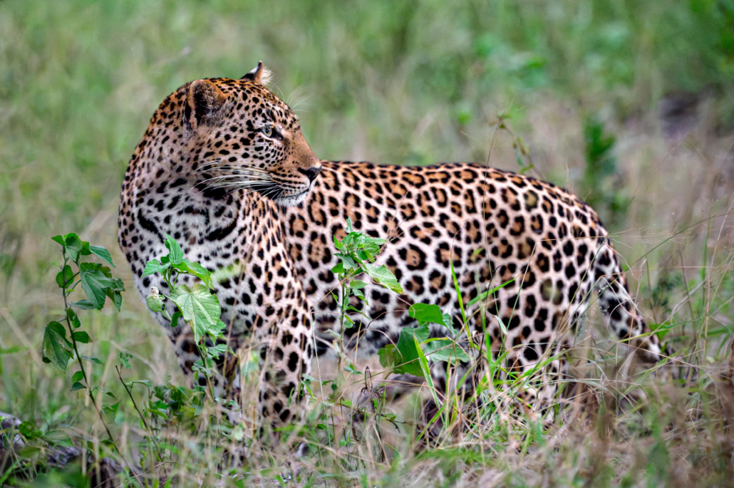 Kruger National Park