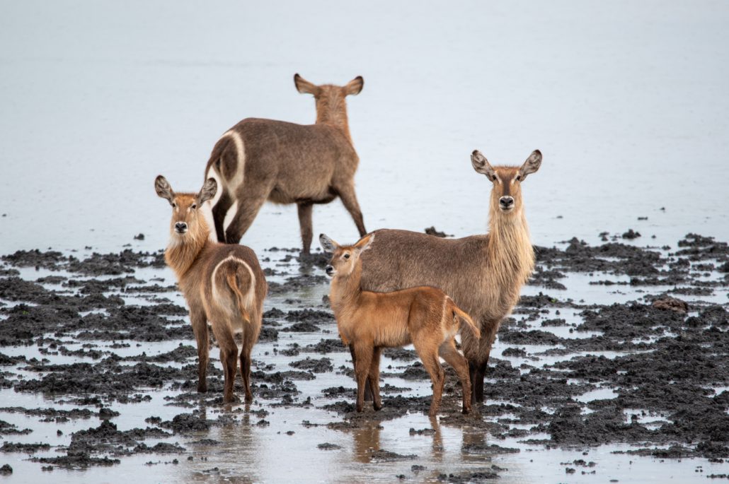 Kruger National Park