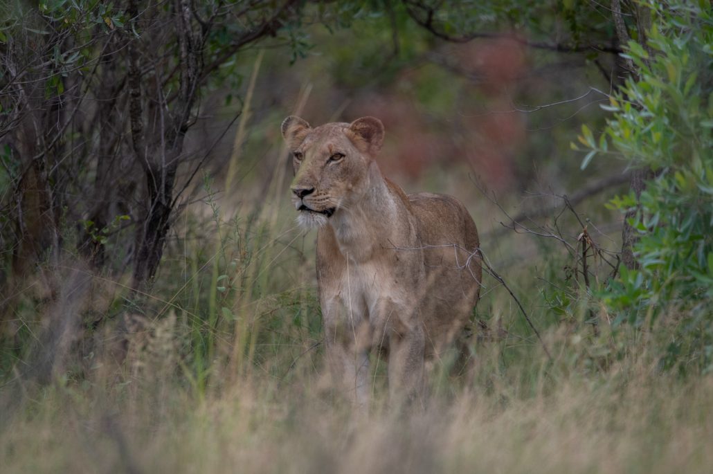 Kruger National Park