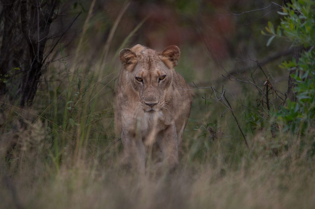 Kruger National Park