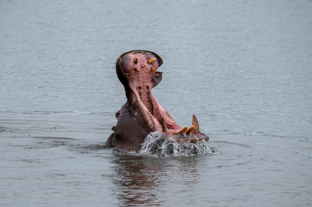 Kruger National Park