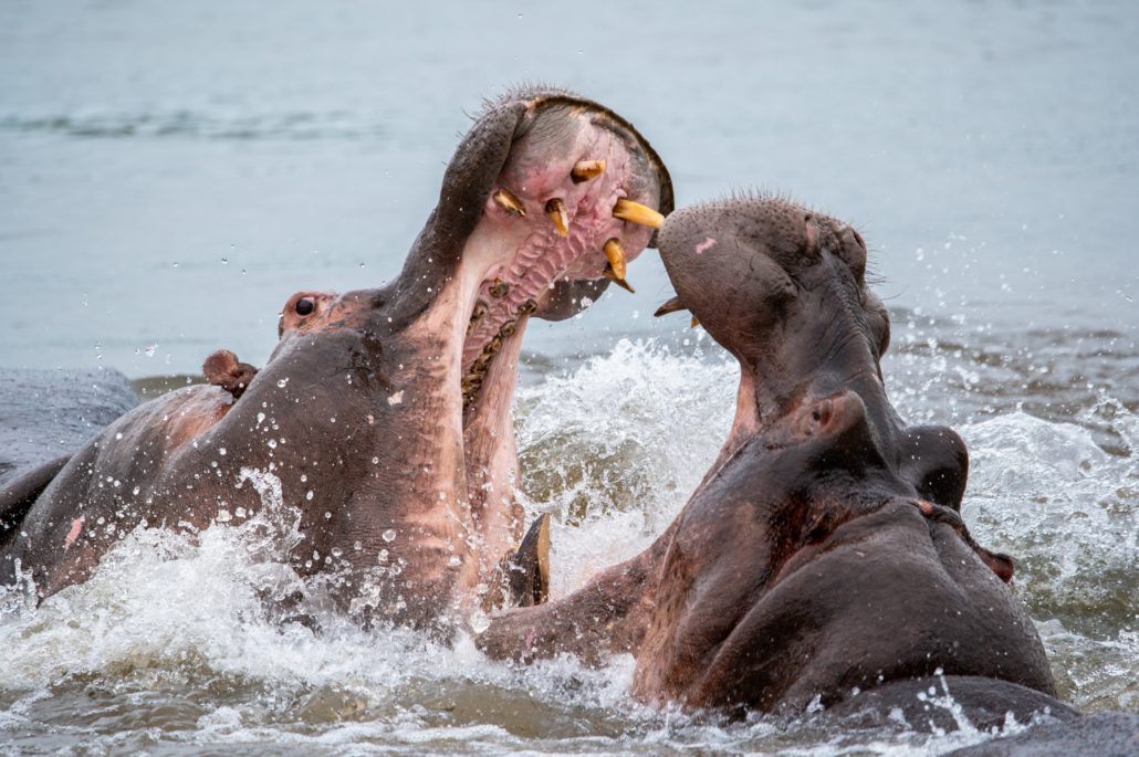 Kruger National Park