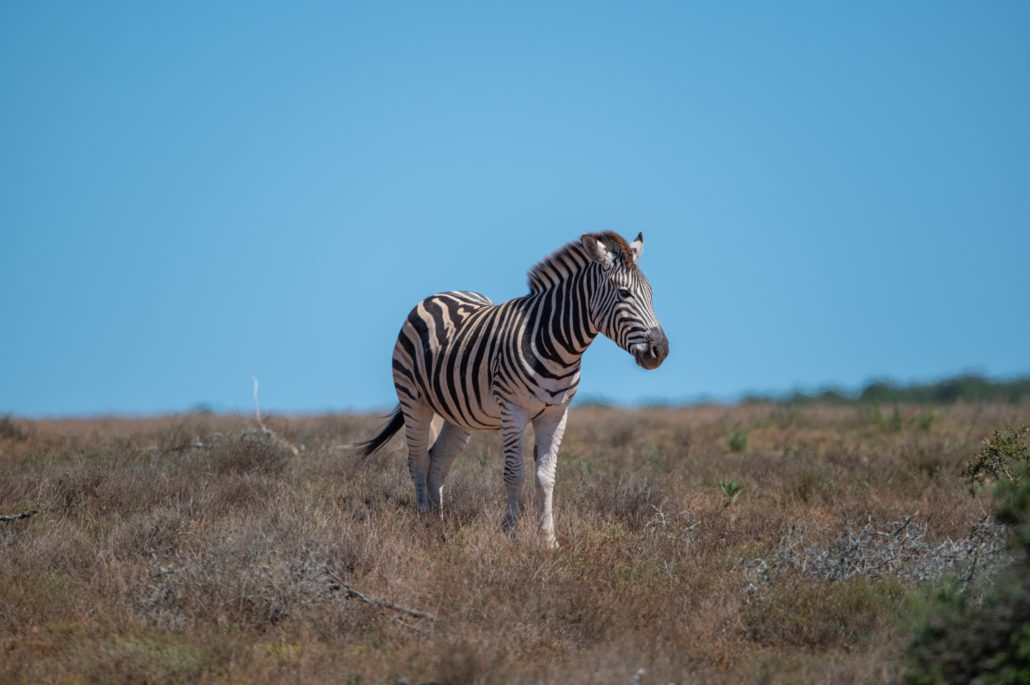 Addo Elephant National Park