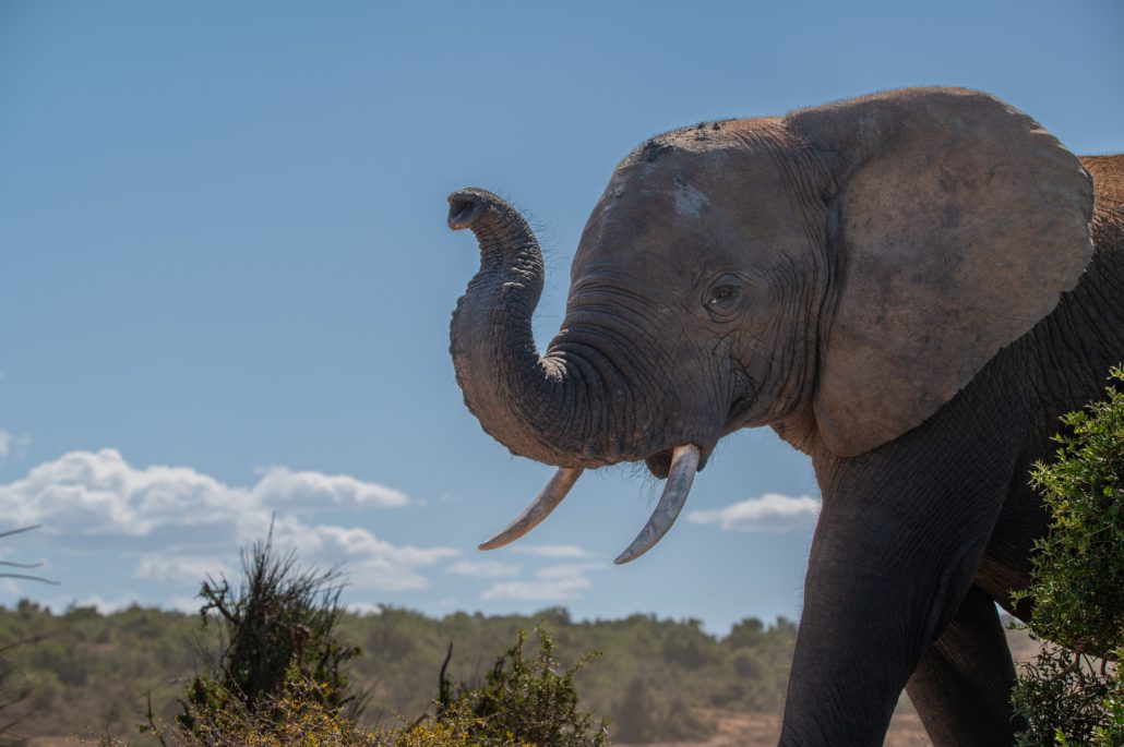 Addo Elephant National Park