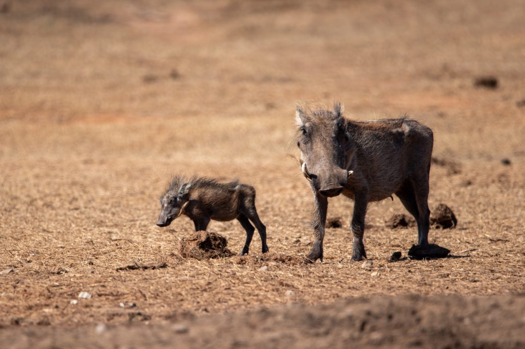 Addo Elephant National Park