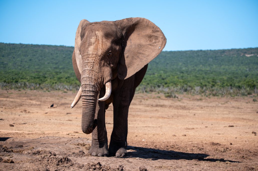 Addo Elephant National Park