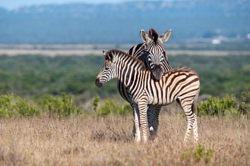 Addo Elephant National Park