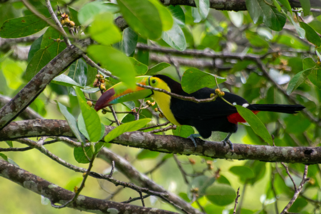 Tucan in Tikal near Flores