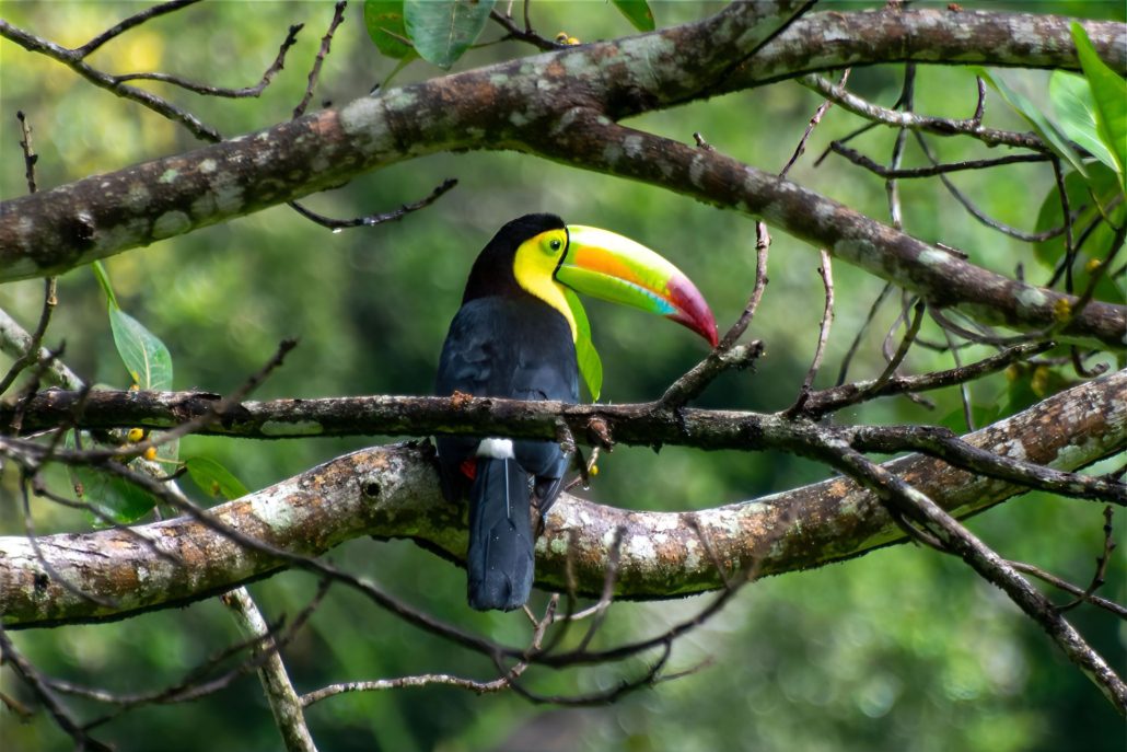Tucan in Tikal near Flores