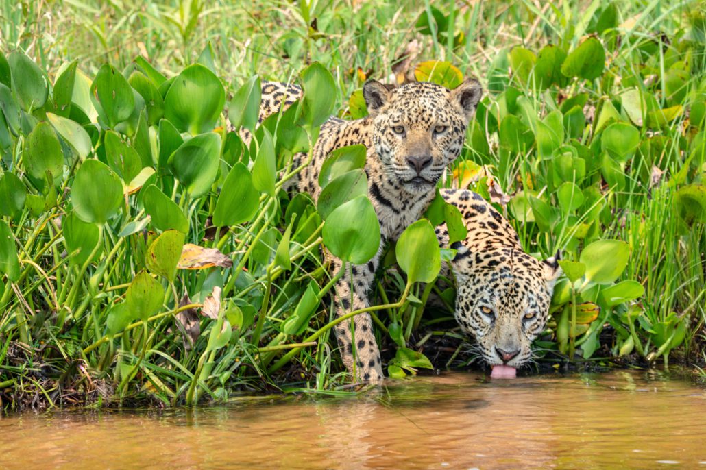 Pantanal