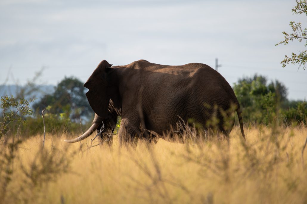 Hlane Nationalpark - Eswatini