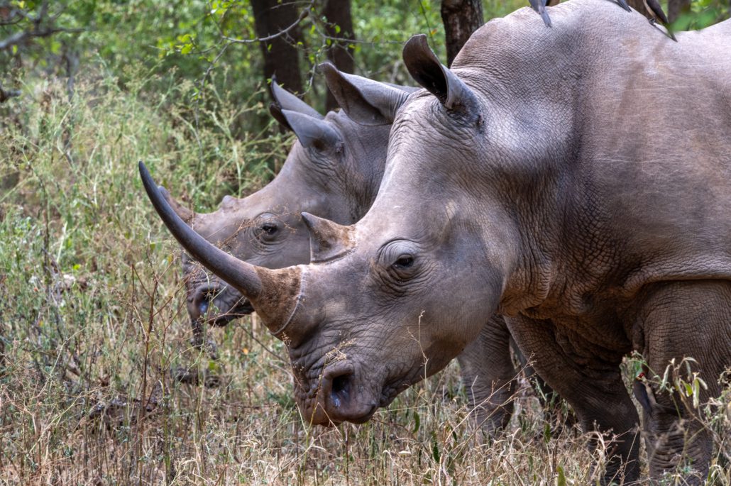 Hlane Nationalpark - Eswatini