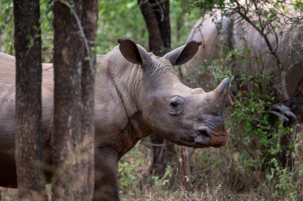 Hlane Nationalpark - Eswatini