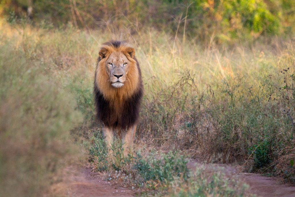 Hlane Nationalpark - Eswatini