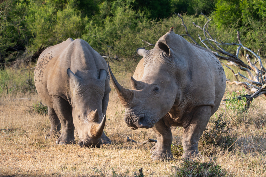 Hlane Nationalpark - Eswatini
