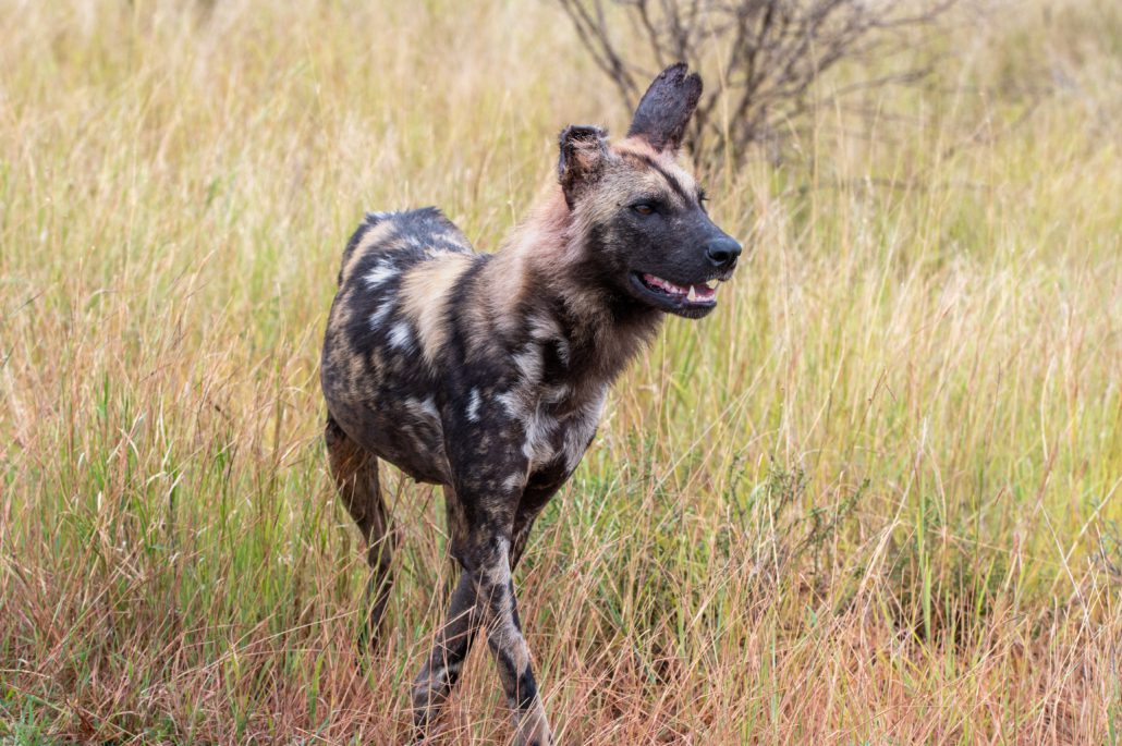 Kruger National Park