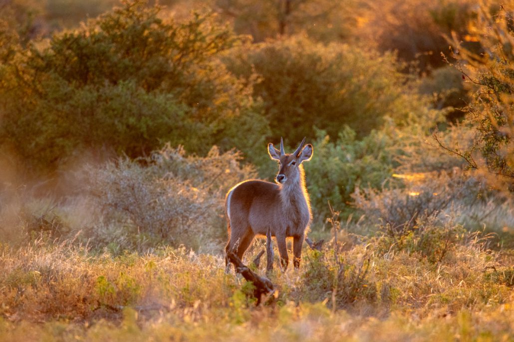 Kruger National Park