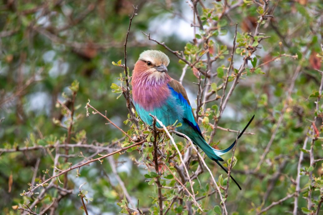Kruger National Park