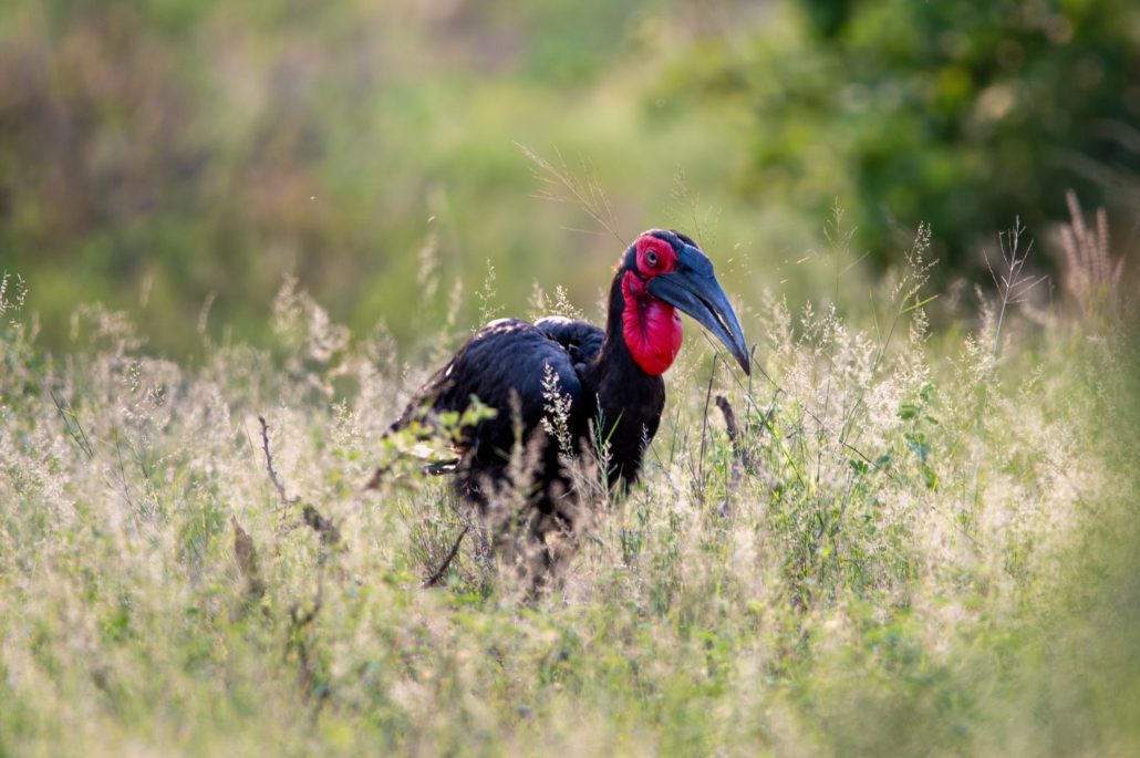 Kruger National Park