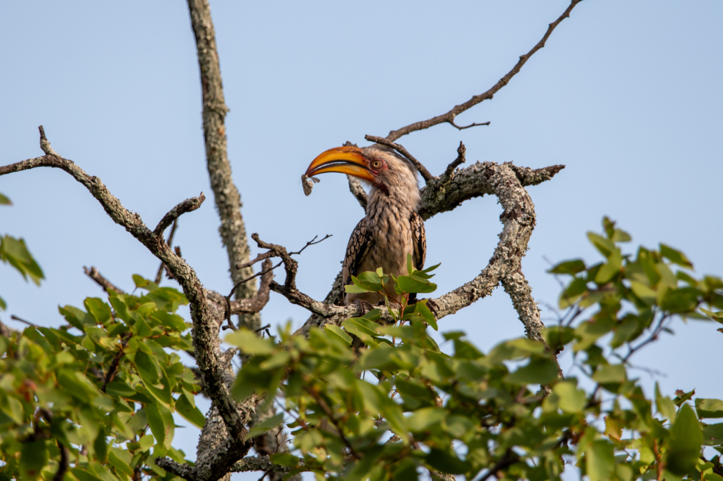 Kruger National Park