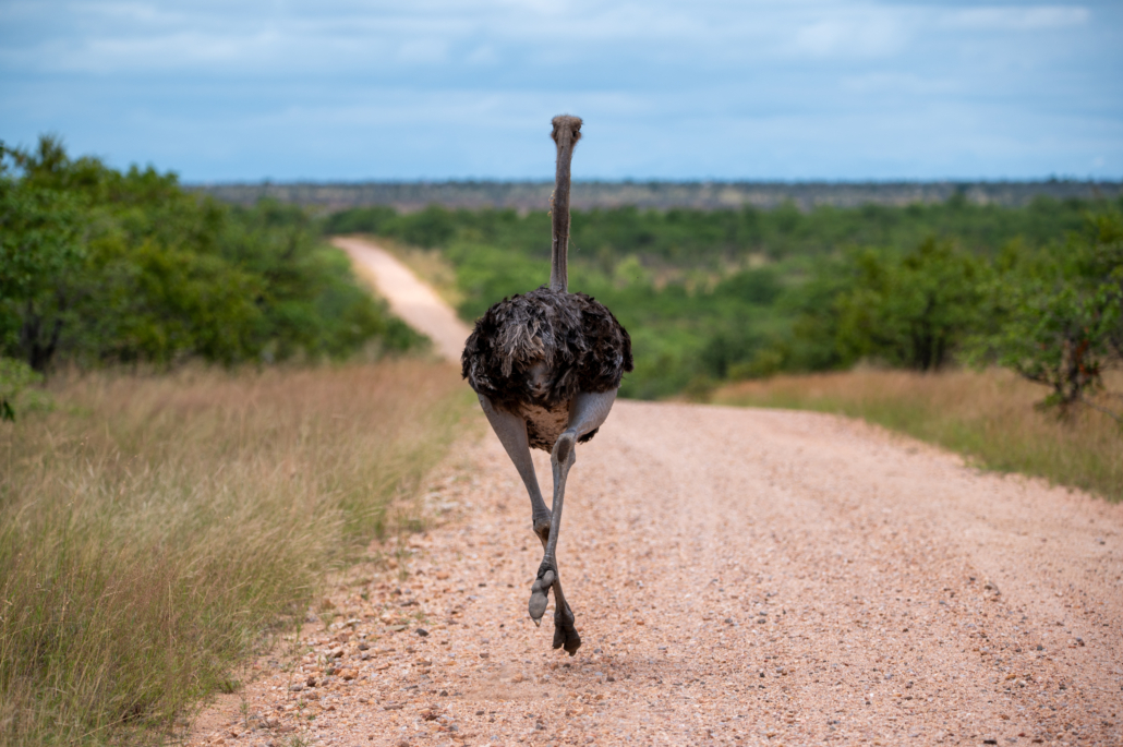 Kruger National Park