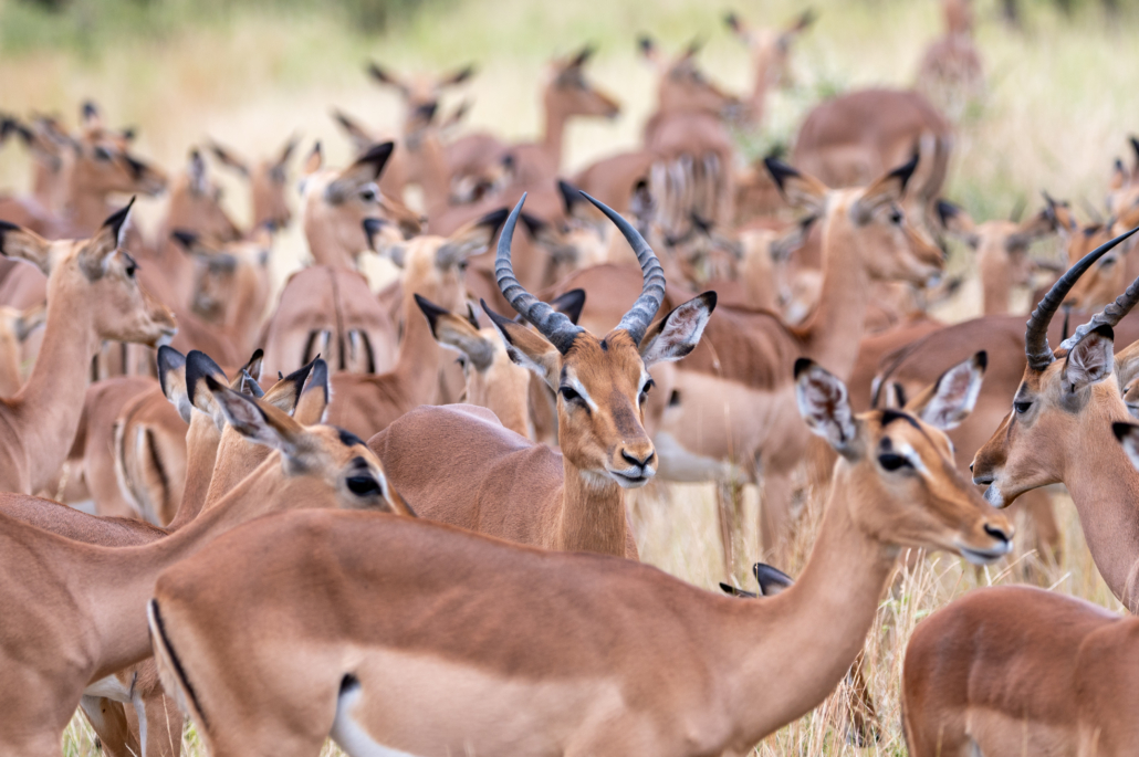 Kruger National Park
