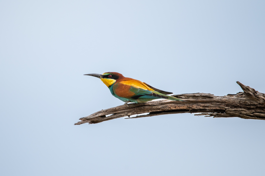 Kruger National Park