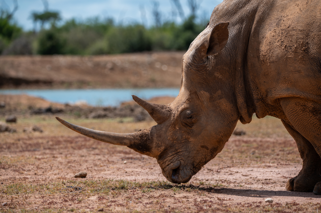 Hlane Nationalpark - Eswatini
