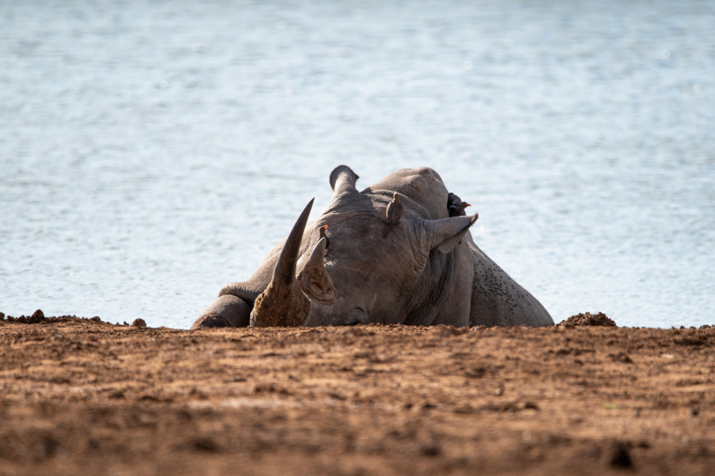 Hlane Nationalpark - Eswatini