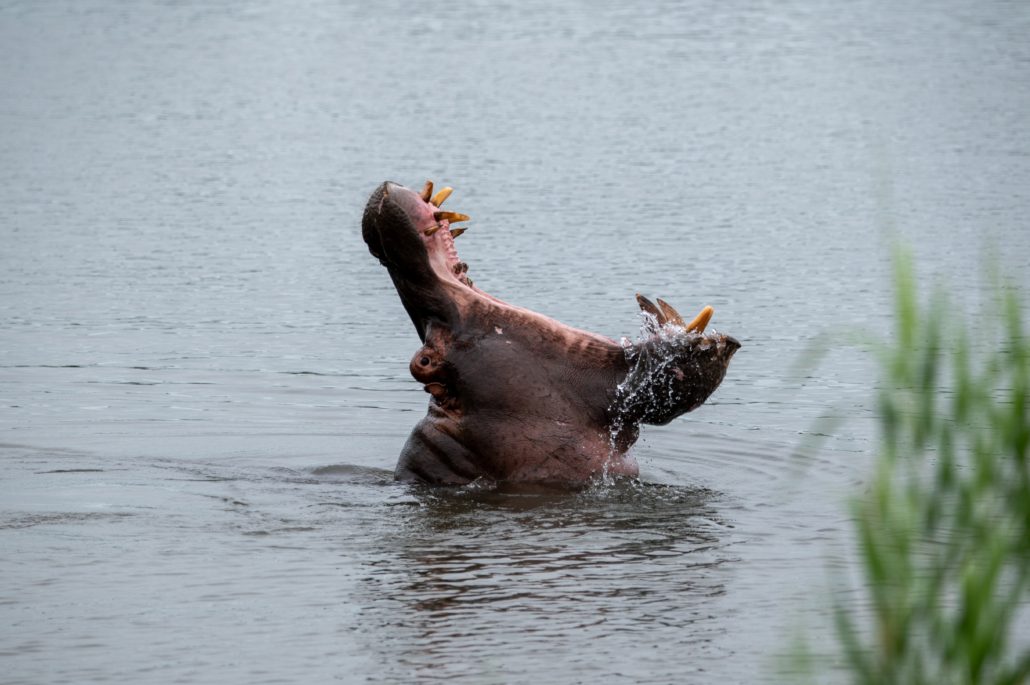 Kruger National Park
