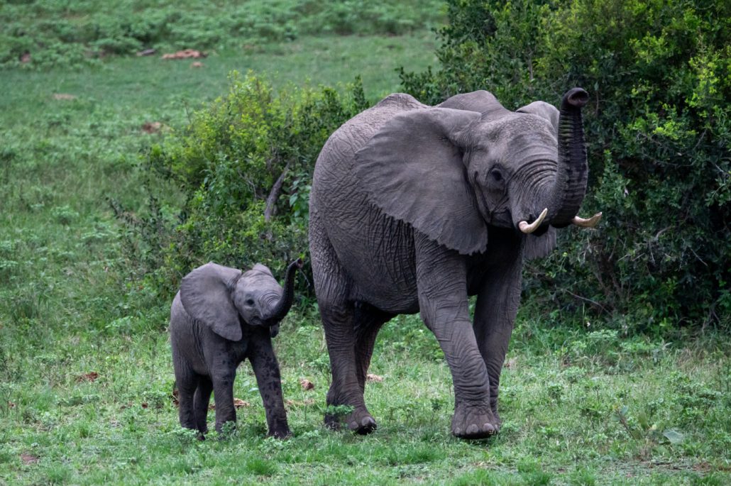 Kruger National Park