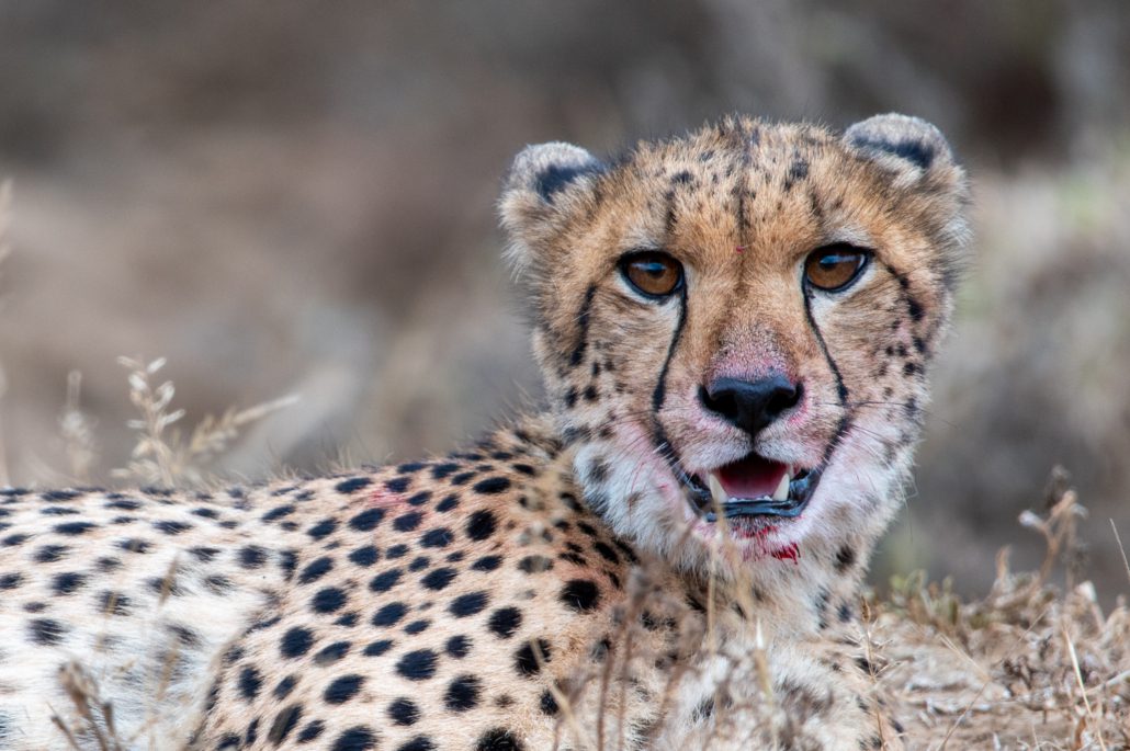 iMfolozi Nationalpark