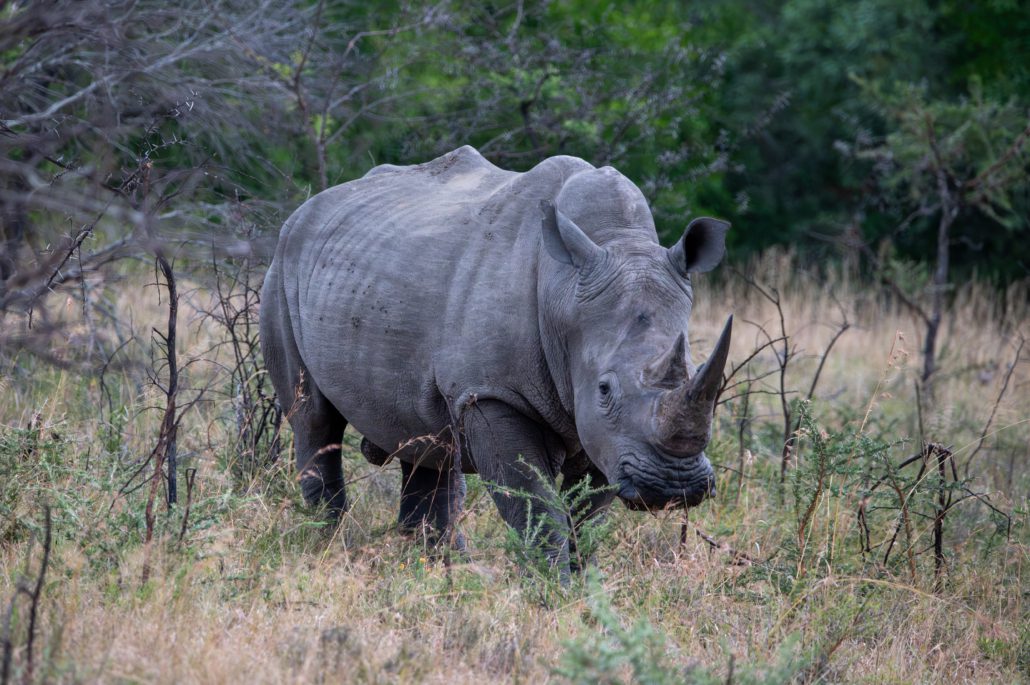 iMfolozi Nationalpark