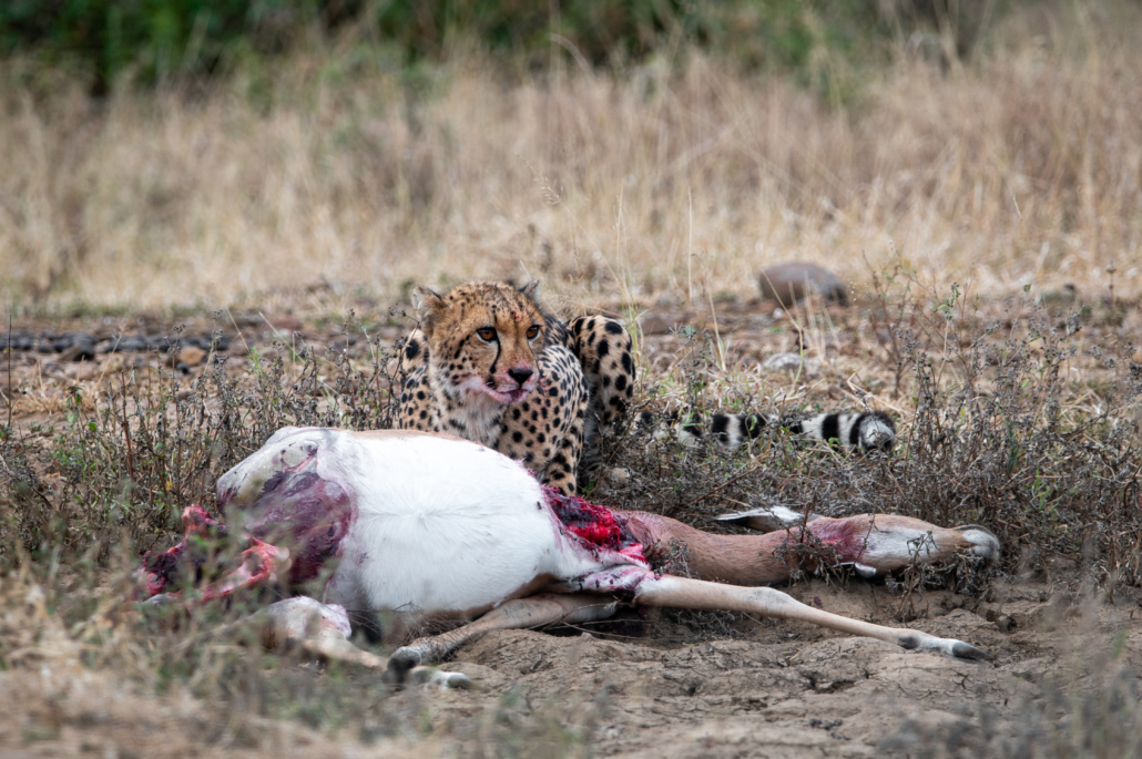 iMfolozi Nationalpark