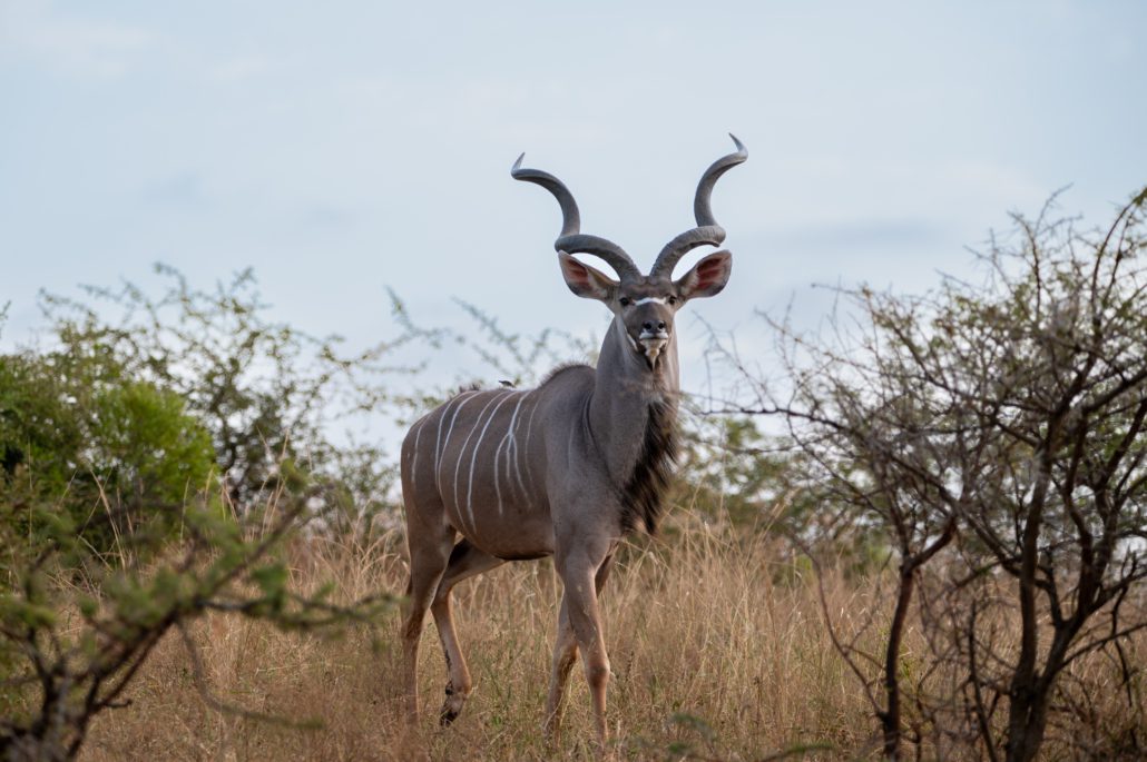 iMfolozi Nationalpark