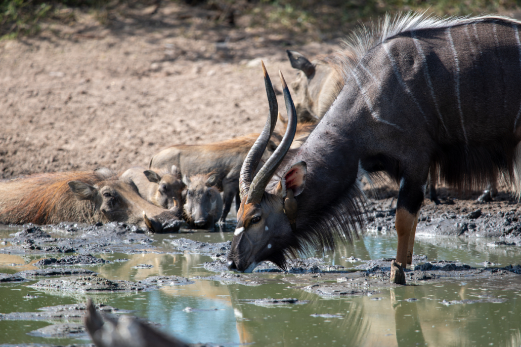 iMfolozi Nationalpark