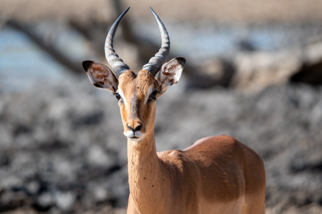 iMfolozi Nationalpark