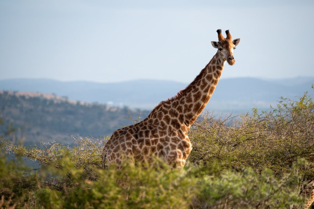 iMfolozi Nationalpark
