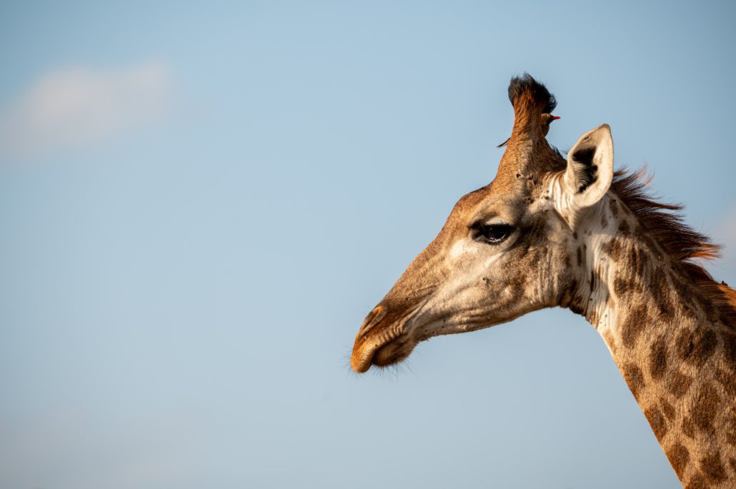 iMfolozi Nationalpark