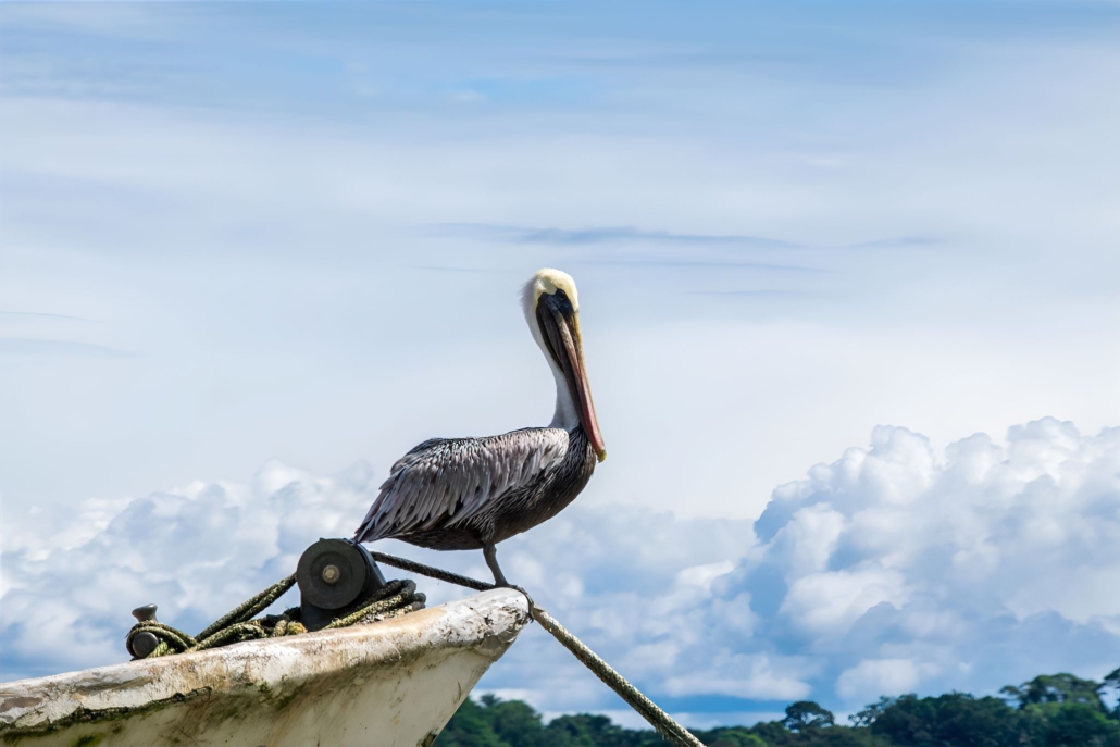 Pelican near Livingston